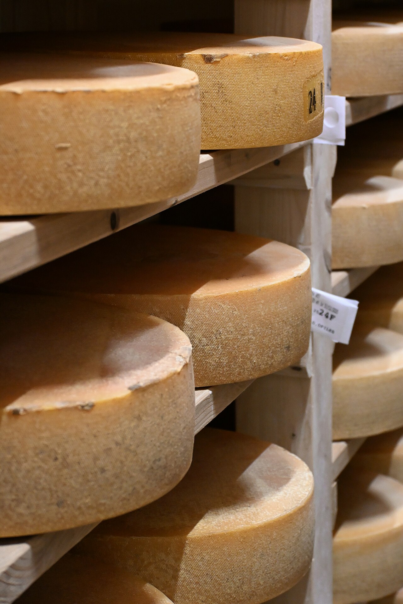 Cheese wheels aging on wooden shelves in a ripening cellar